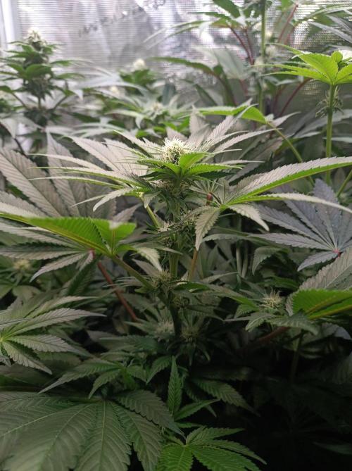 Cosmic Kiss ⭐💋. Week 7
