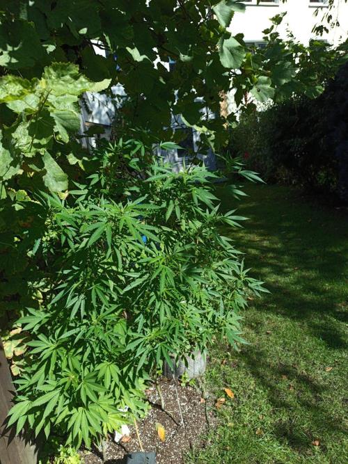 Gorila Fast 🦍 Pyramid Seeds. Week 17