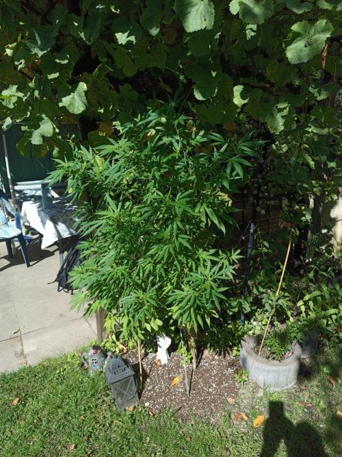 Gorila Fast 🦍 Pyramid Seeds. Week 17