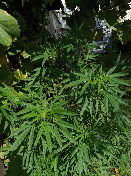 Gorila Fast 🦍 Pyramid Seeds. Week 17