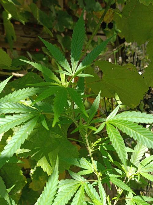 Gorila Fast 🦍 Pyramid Seeds. Week 17