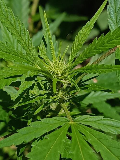 Gorila Fast 🦍 Pyramid Seeds. Week 17