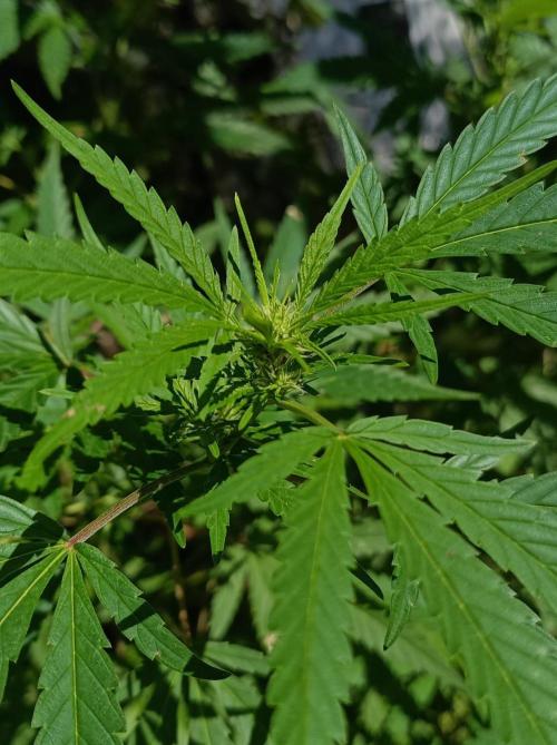 Gorila Fast 🦍 Pyramid Seeds. Week 17