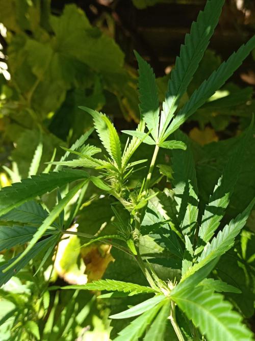 Gorila Fast 🦍 Pyramid Seeds. Week 17