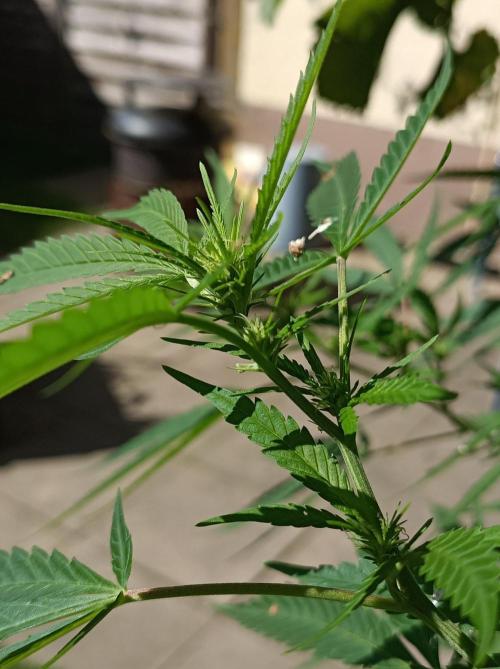 Gorila Fast 🦍 Pyramid Seeds. Week 17