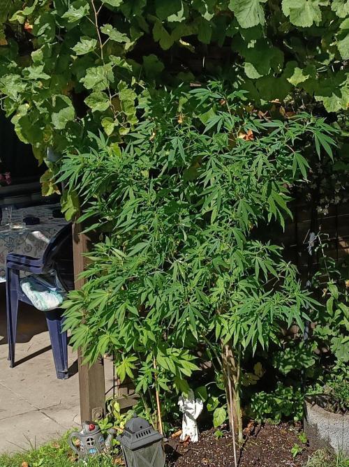 Gorila Fast 🦍 Pyramid Seeds. Week 17