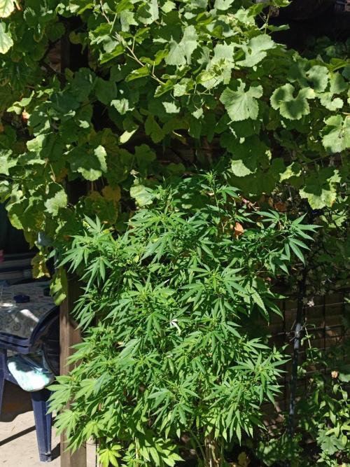Gorila Fast 🦍 Pyramid Seeds. Week 17