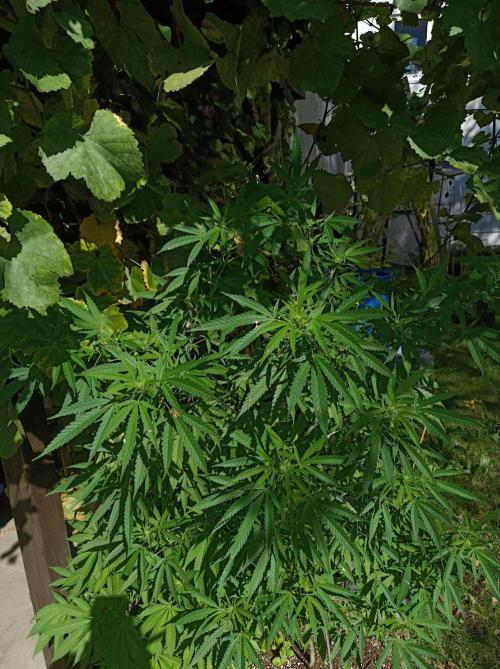 Gorila Fast 🦍 Pyramid Seeds. Week 17