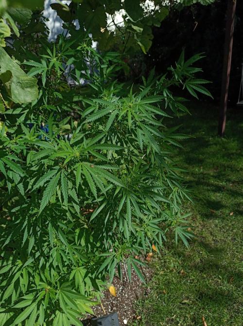 Gorila Fast 🦍 Pyramid Seeds. Week 17