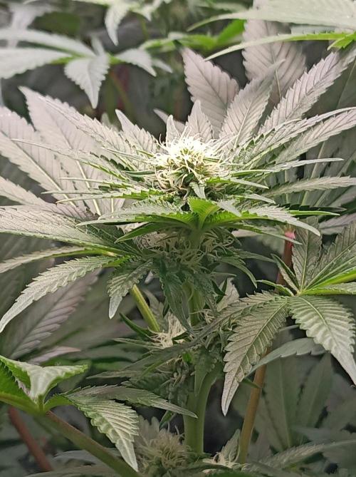 Honey Melon Kush 🍯🍉. Week 7