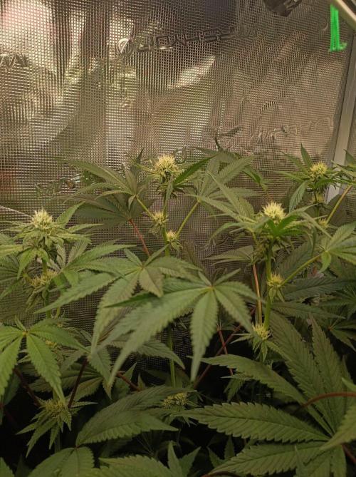 Cosmic Kiss ⭐💋. Week 7