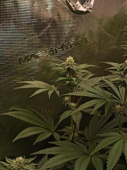 Cosmic Kiss ⭐💋. Week 7