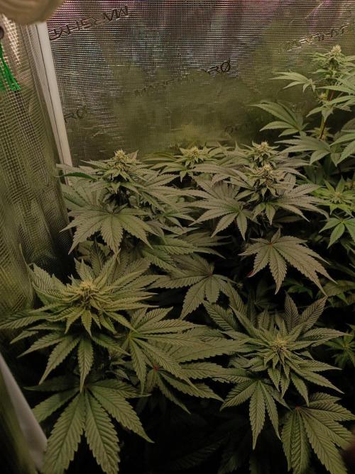 Cosmic Kiss ⭐💋. Week 7