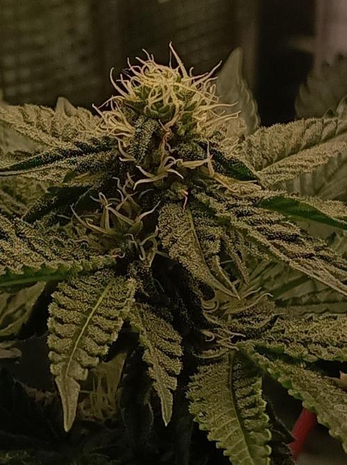 Cosmic Kiss ⭐💋. Week 7