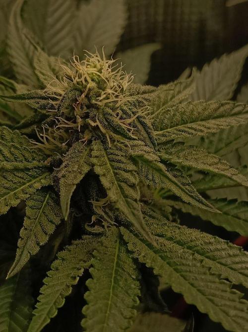Cosmic Kiss ⭐💋. Week 7