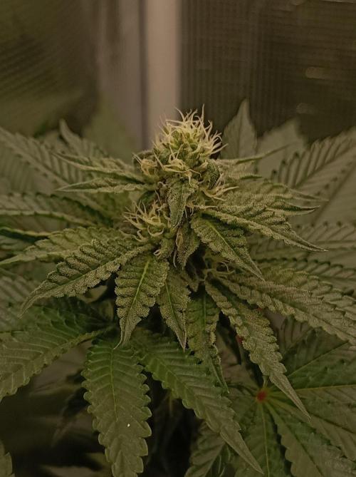 Cosmic Kiss ⭐💋. Week 7