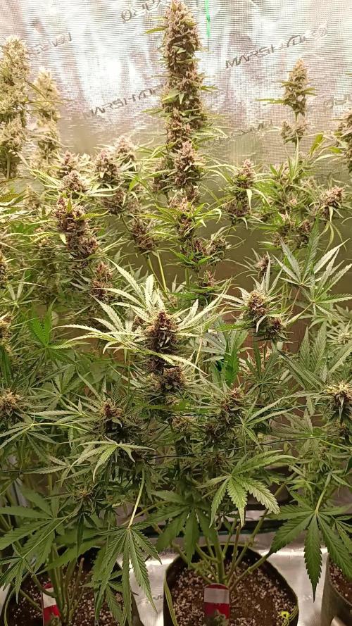 Jack Frost Widow Auto  Monkey Genetics🐒