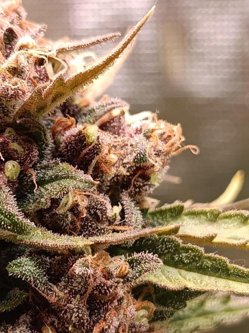 Jack Frost Widow Auto  Monkey Genetics🐒. Week 10