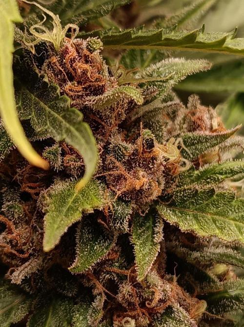 Jack Frost Widow Auto  Monkey Genetics🐒. Week 10