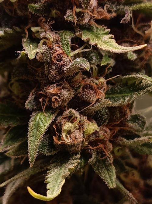 Jack Frost Widow Auto  Monkey Genetics🐒. Week 10