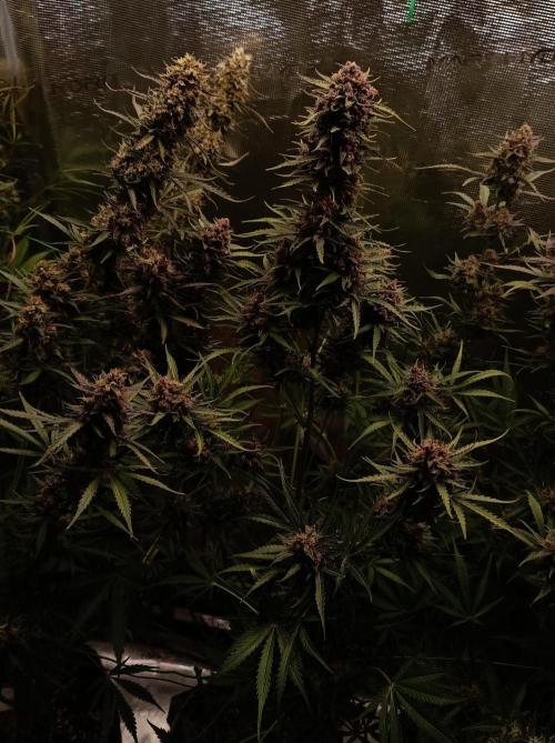 Jack Frost Widow Auto  Monkey Genetics🐒. Week 10