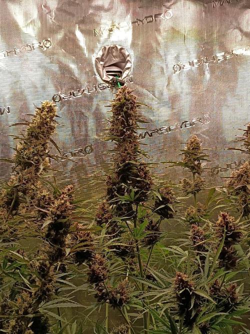Jack Frost Widow Auto  Monkey Genetics🐒. Week 10