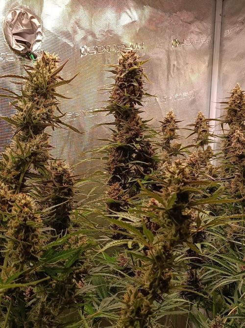 Jack Frost Widow Auto  Monkey Genetics🐒. Week 10