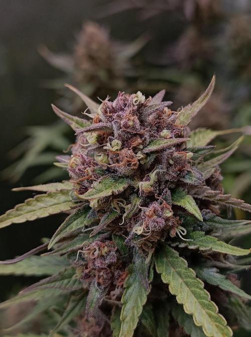 Jack Frost Widow Auto  Monkey Genetics🐒. Week 10