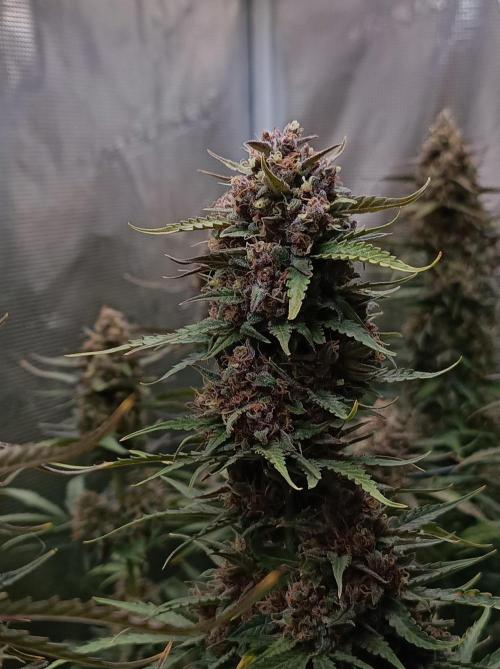 Jack Frost Widow Auto  Monkey Genetics🐒. Week 10
