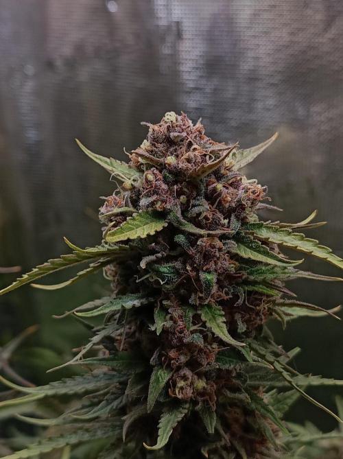 Jack Frost Widow Auto  Monkey Genetics🐒. Week 10