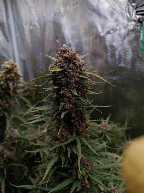 Jack Frost Widow Auto  Monkey Genetics🐒. Week 10