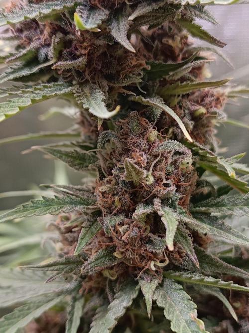 Jack Frost Widow Auto  Monkey Genetics🐒. Week 10