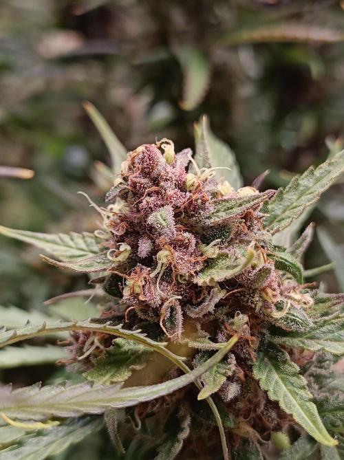 Jack Frost Widow Auto  Monkey Genetics🐒. Week 10