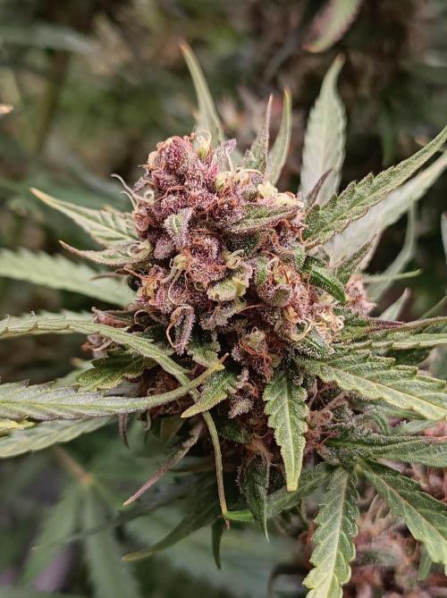 Jack Frost Widow Auto  Monkey Genetics🐒. Week 10