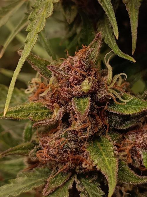 Jack Frost Widow Auto  Monkey Genetics🐒. Week 10