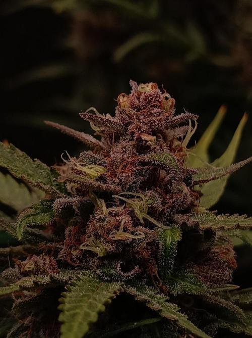 Jack Frost Widow Auto  Monkey Genetics🐒. Week 10