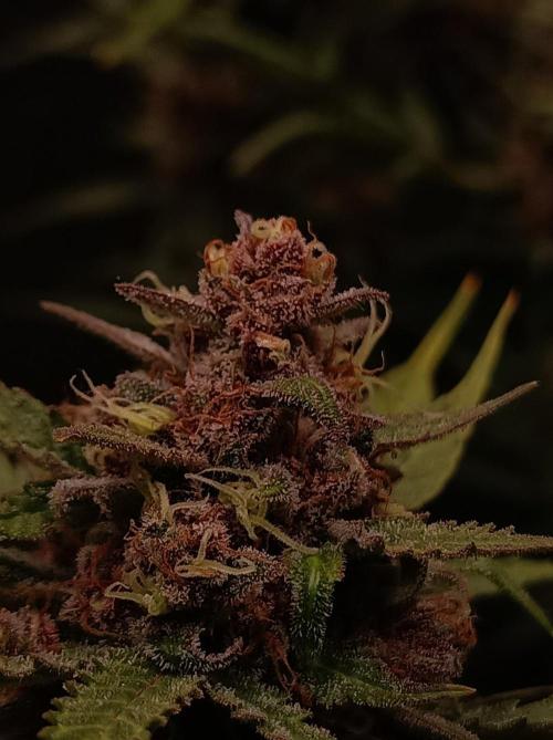 Jack Frost Widow Auto  Monkey Genetics🐒. Week 10