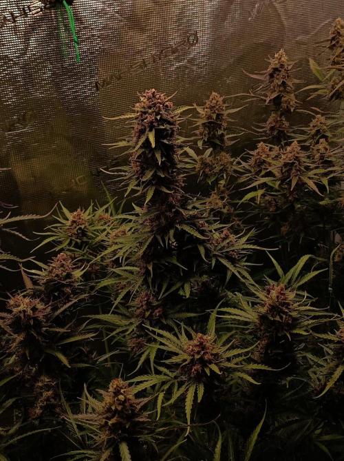 Jack Frost Widow Auto  Monkey Genetics🐒. Week 10