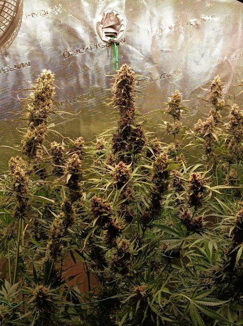 Jack Frost Widow Auto  Monkey Genetics🐒. Week 10