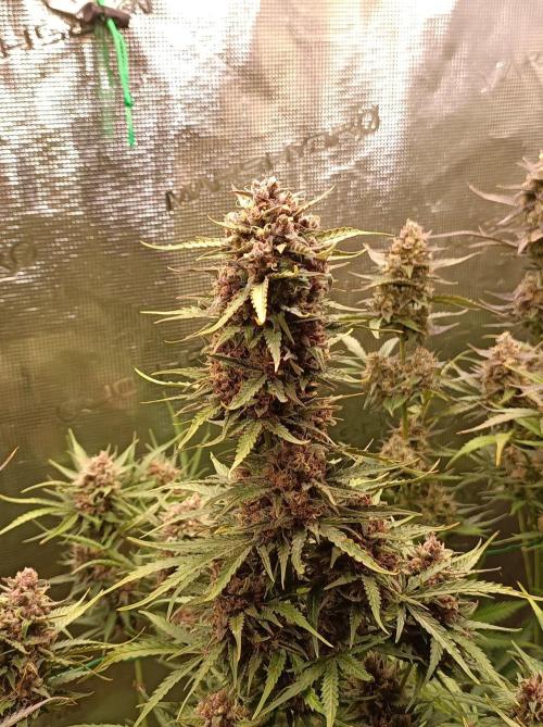 Jack Frost Widow Auto  Monkey Genetics🐒. Week 10