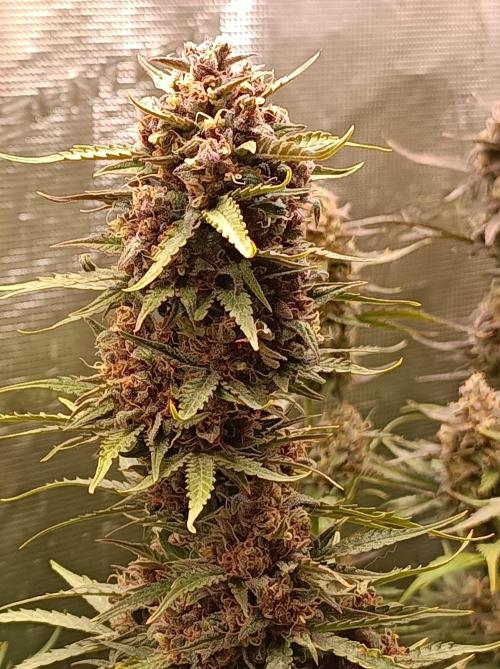 Jack Frost Widow Auto  Monkey Genetics🐒. Week 10