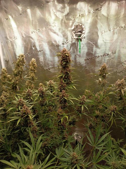 Jack Frost Widow Auto  Monkey Genetics🐒. Week 10