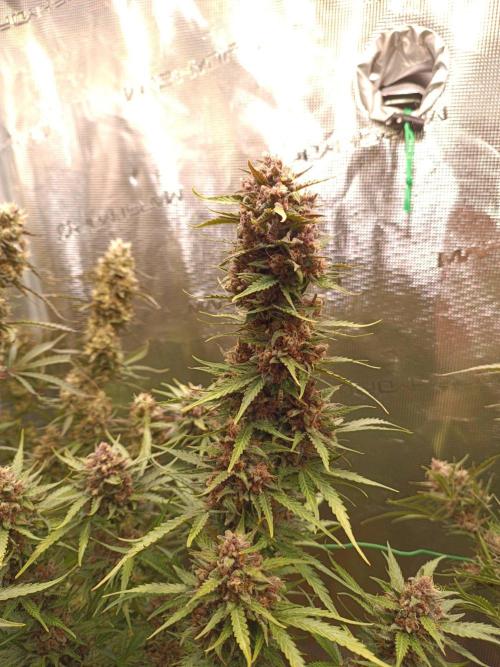 Jack Frost Widow Auto  Monkey Genetics🐒. Week 10
