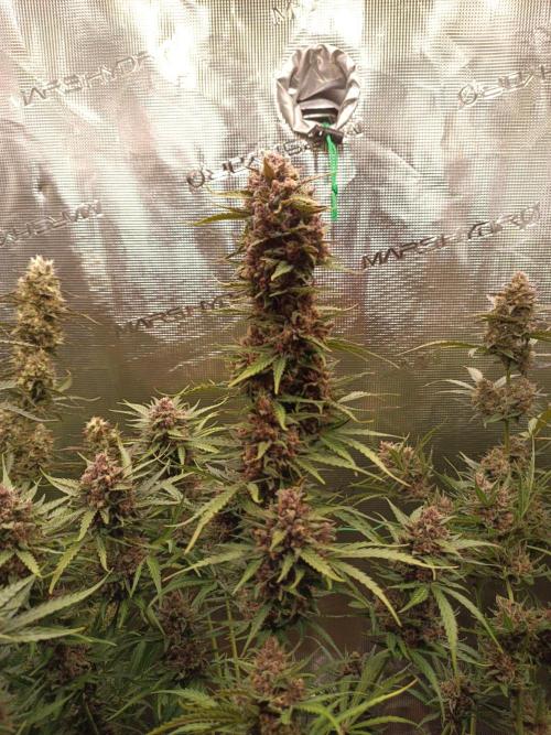 Jack Frost Widow Auto  Monkey Genetics🐒. Week 10