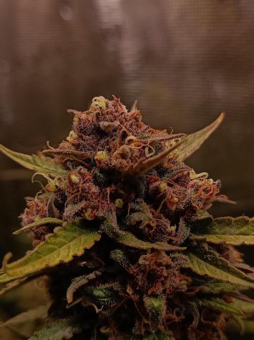 Jack Frost Widow Auto  Monkey Genetics🐒. Week 10