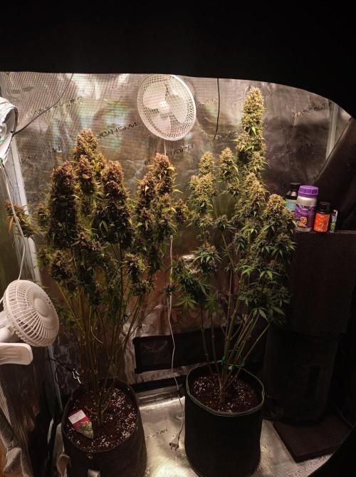 Blackberry Gas Auto🐒Gen. ATAMI Contest. Week 11