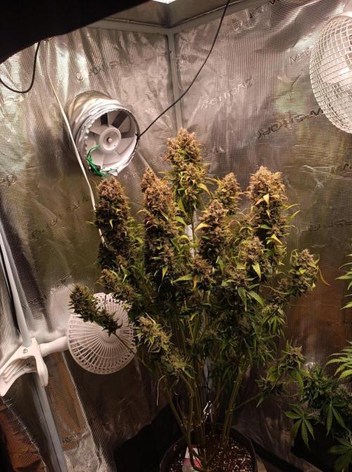 Blackberry Gas Auto🐒Gen. ATAMI Contest. Week 11