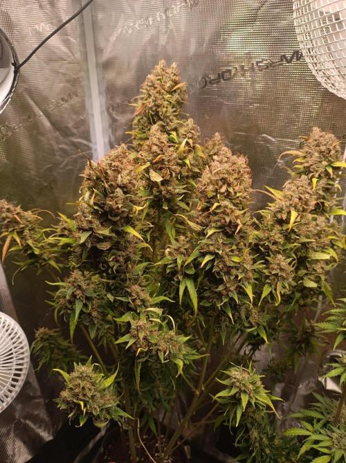Blackberry Gas Auto🐒Gen. ATAMI Contest. Week 11