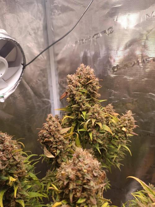 Blackberry Gas Auto🐒Gen. ATAMI Contest. Week 11