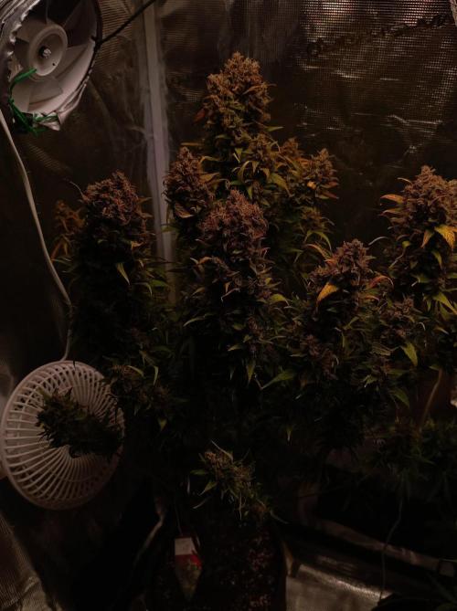 Blackberry Gas Auto🐒Gen. ATAMI Contest. Week 11